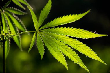 Güneşin altında açık yaprak. Yeşil alüminyum. Yeşil yapraklar güneşte parlıyor. Arka ışıklandırma, akşam hafif kenevir yaprakları..