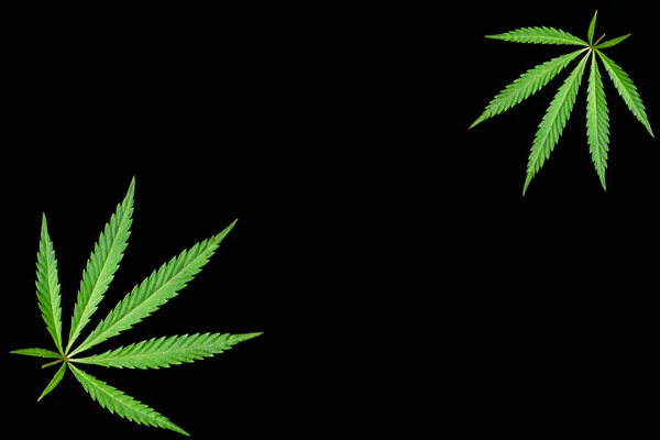 Cannabisblatt Auf Schwarzem Hintergrund Offenes Hellgrünes Cannabisblatt Auf Schwarzem Hintergrund — Stockfoto