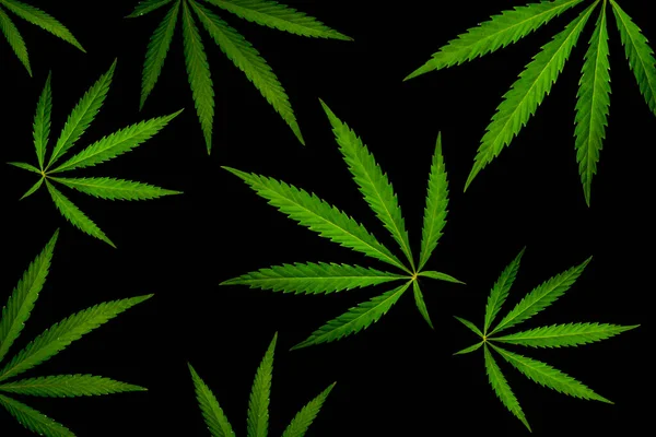 Cannabislöv Svart Bakgrund Öppningsarbete Ljusgrönt Cannabislöv Svart Bakgrund — Stockfoto