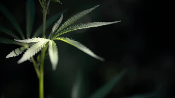 Offenes Blatt Cannabis Auf Schwarzem Hintergrund Leichtes Bokeh Licht Zeichnet — Stockfoto