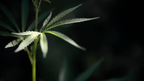 Open Sheet Cannabis Black Background Light Bokeh Light Draws Texture — Stock Photo, Image