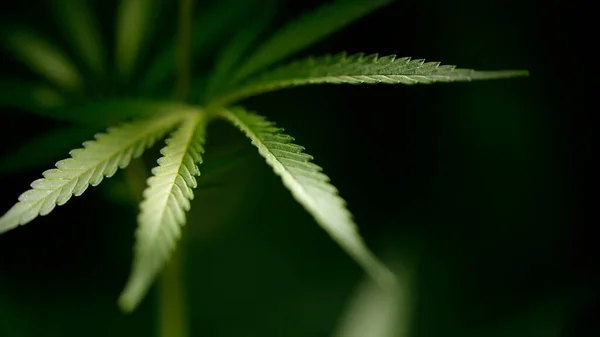 Offenes Blatt Cannabis Auf Schwarzem Hintergrund Leichtes Bokeh Licht Zeichnet — Stockfoto