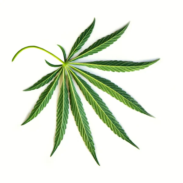 白地に大麻の葉 麻の透かし彫りの葉 — ストック写真