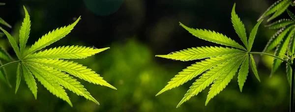 Herrliches Panorama Der Cannabisblüte Der Südlichen Region Geöffnete Hanfzweige Der — Stockfoto