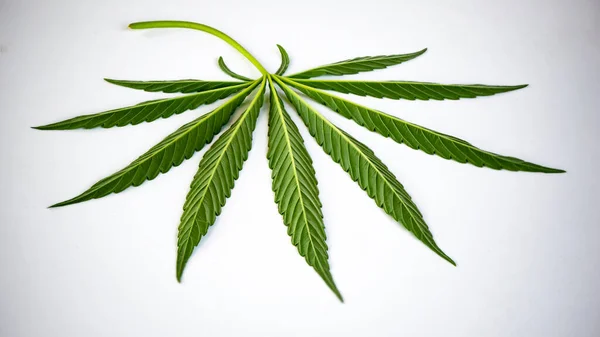 Cannabisblatt Auf Weißem Hintergrund Offenes Hanfblatt Sehr Texturiertes Grünes Hanfblatt — Stockfoto