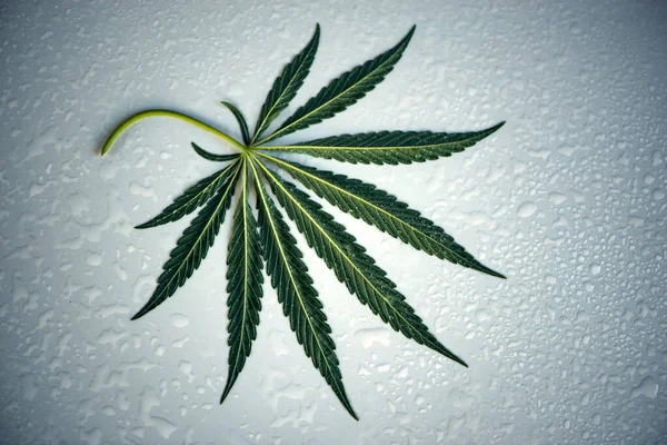 Tautropfen Auf Einem Grünen Blatt Cannabis Auf Einem Nassen Blau — Stockfoto