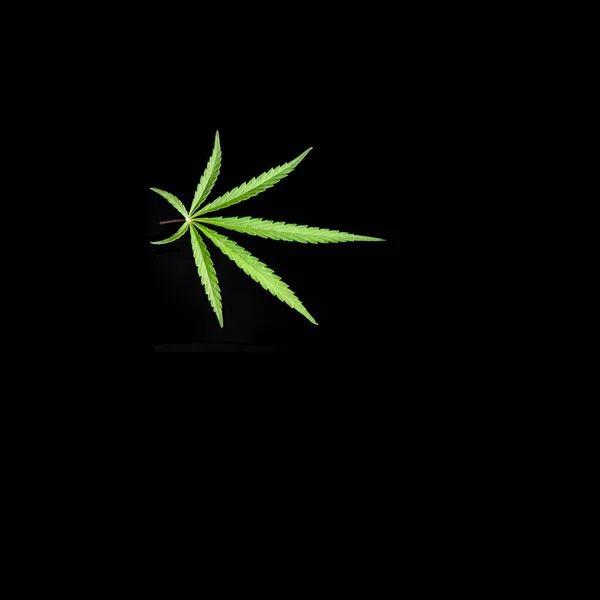 Svart Bakgrund Vacker Strukturerad Cannabisblad Applique Svart Bakgrund — Stockfoto