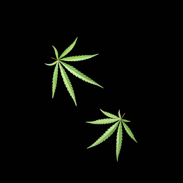 Sobre Fondo Negro Una Hermosa Hoja Cannabis Texturizada — Foto de Stock