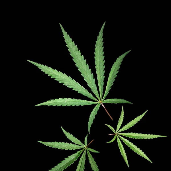 Black Background Beautiful Textured Cannabis Leaf Applique Black Background — Stock Photo, Image