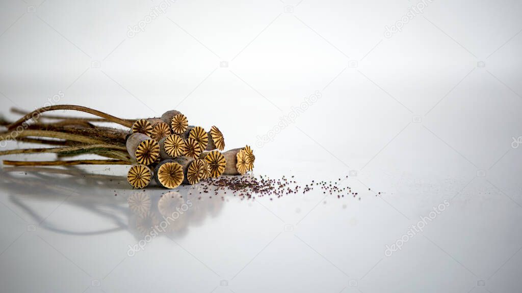 Dry poppy boxes, foreground texture.Dry poppy boxes on a white background.Poppy seeds on a white table.Poppy seeds in buds.