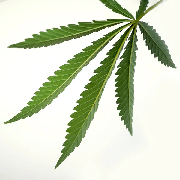 Very textured green hemp leaf on a white table.Cannabis leaf on a white background.Openwork leaf of hemp.