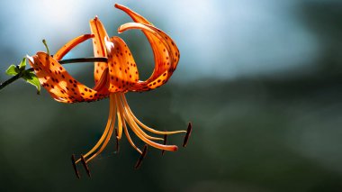 Kaplan zambağı. Turuncu zambak renkleri böcekleri çeker. Dekoratif, seçim çiçekleri. Parlak ve çok çekici..