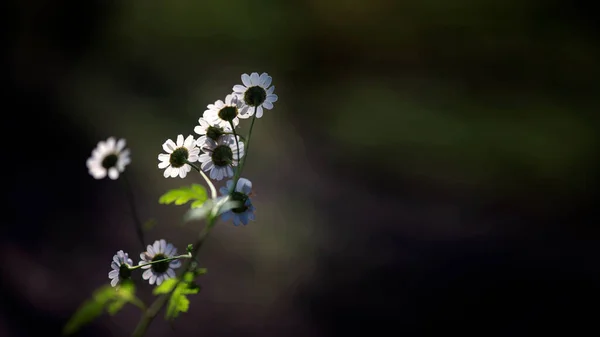 Manzanilla Una Flor Curativa Flores Brillantes Jugosas Mayo Los Brillantes —  Fotos de Stock