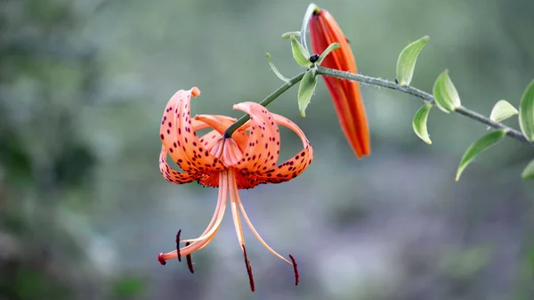 Tiger lily.Orange lily color attracts insects.Decorative, selection flower.Bright and very attractive, motley flower.Blooming lily.