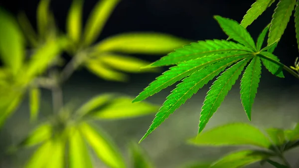 Cannabis Leaf Background Selektiver Fokus Ein Sonnenstrahl Erhellt Eine Cannabispflanze — Stockfoto