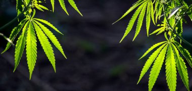 Panorama, botanik bahçesinde güneşli bir gün. Kenevir yetiştirmek için. Tüm ihtişamıyla kenevir. Kenevir çalılıklarında simetri..