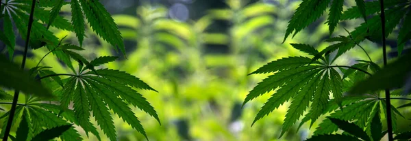 Panorama Sunny Day Arboretum Growing Bushes Cannabis Hemp All Its — Stock Photo, Image