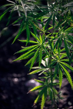 Gölge ve ışık. Açık kenevir örtüsü. Güneşte bir dal kenevir. Güney bölgesinin şifalı bitkisi. Yeşil, büyük bir yaprak kenevir.