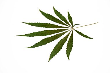 Beyaz bir arka planda kenevir yaprağı. Kenevirden açık iş yaprağı. Beyaz bir masada çok desenli yeşil kenevir yaprağı..