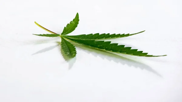 Beyaz Bir Arka Planda Kenevir Yaprağı Kenevirden Açık Yaprağı Beyaz — Stok fotoğraf