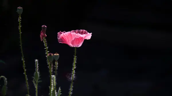 Rosa Vallmo Blommor Månskenet Blommande Vallmo Mörk Bakgrund Meditativ Bild — Stockfoto