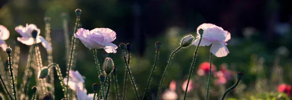 Poppy Gramado Panorama Pink Papoula Toda Sua Glória Manhã Luz — Fotografia de Stock