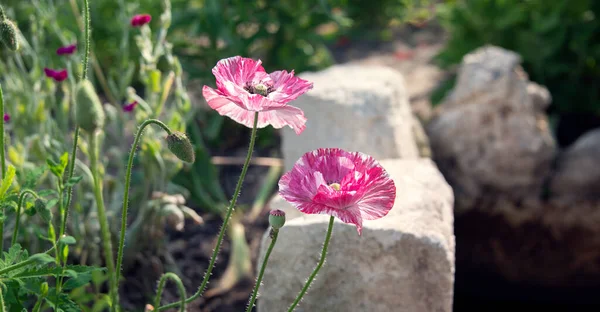 Poppy çimenlik panorama. Pembe haşhaş tüm ihtişamıyla. Sabah ışığı..