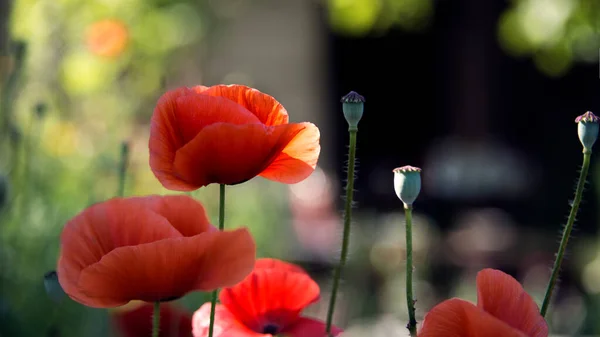 Czerwony Mak Malowniczy Obraz Kwiat Jest Bezwonny Delikatny Kruchy — Zdjęcie stockowe