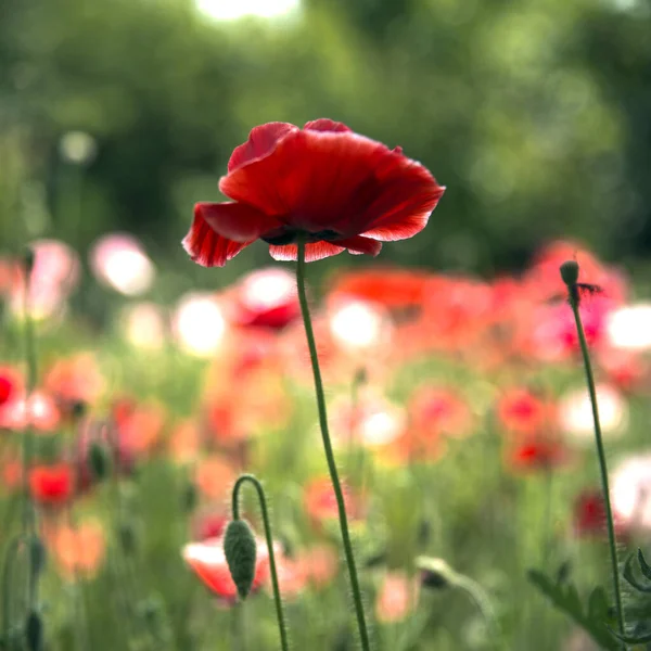 Variegated Poppy Lawn Large Red Poppy Foreground Image Screensaver Red — Stock Photo, Image