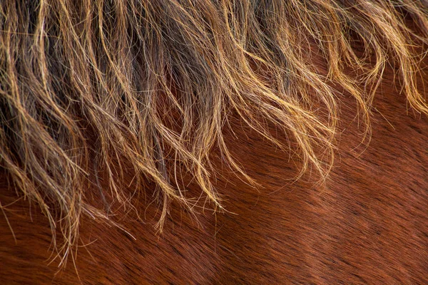 Makro hnědý kůň vlasy a srst, detail koně — Stock fotografie