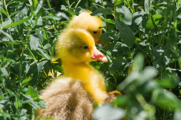Kleine Ente auf dem Hintergrund des grünen Grases — Stockfoto