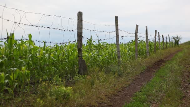 Łodygi roślin kukurydzy w polu kukurydzy macha w wiatr, ogrodzenia i drogi. — Wideo stockowe