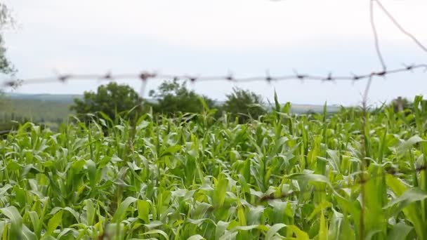 Talo da planta de milho em um milheiral acenando no vento, cerca e estrada . — Vídeo de Stock