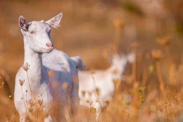 Autumn time. A young white goat eats high yellow dry grass — Stock Photo, Image