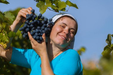 kadın malzeme çekme üzüm şarap hasat sırasında