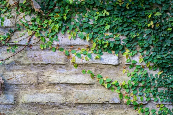 Ivy içinde kaplı eski doku tuğla duvar