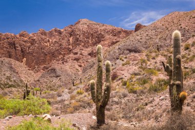 mavi gökyüzü karşı tepelerde kaktüs ile manzara