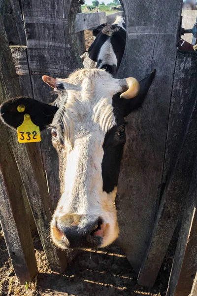 cow head pop out through a wooden fence looking close-up