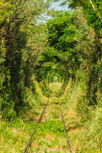 Bahn Sommer Tagsüber Durch Den Wald — Stockfoto