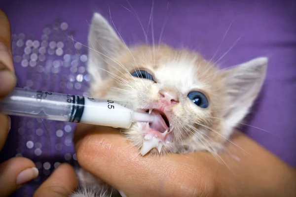 Alimentar a mano a un lindo gatito huérfano, con sustituto de leche en una jeringa — Foto de Stock