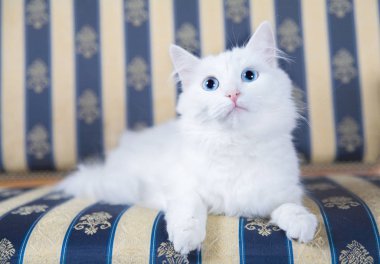 Yatakta yatarken şirin beyaz kedi