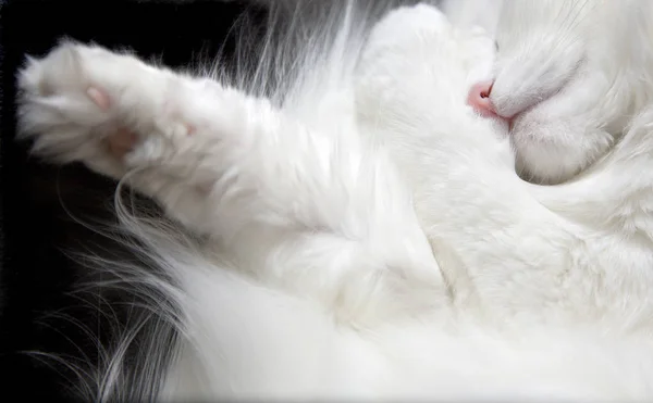 Cute white cat sleeping on bed — Stock Photo, Image