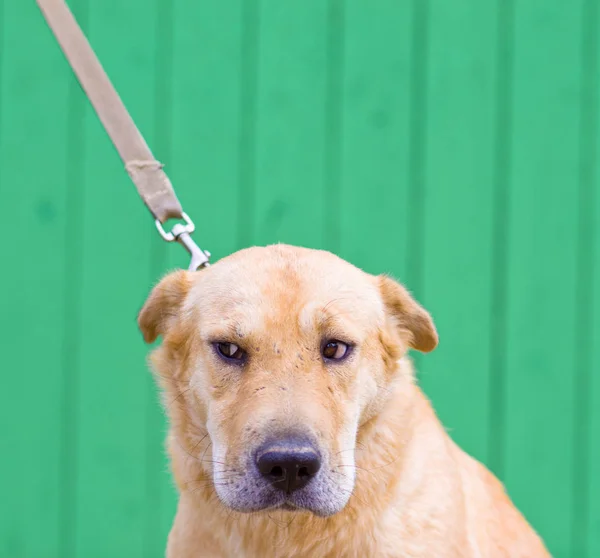 Dog with leash outdoor — Stock Photo, Image