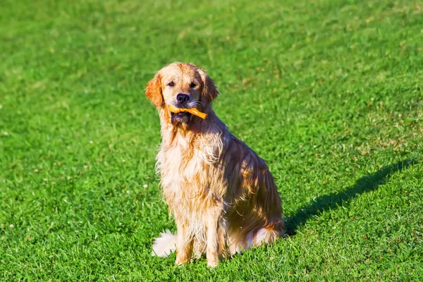Golden retriever dog portrait with toy — Stock Photo, Image