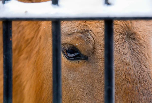 Sad eye of a horse in a zoo behind metal bars