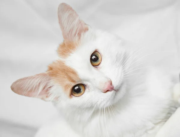 Beyaz arka plan üzerinde izole kedi şirin portresi
