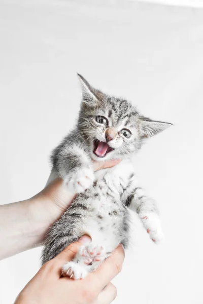 Portrait of kitty cat in hands — Stock Photo, Image