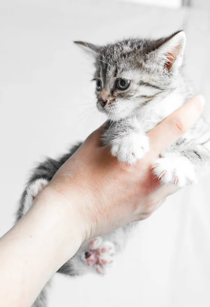 Retrato de gatinho gato em mãos — Fotografia de Stock