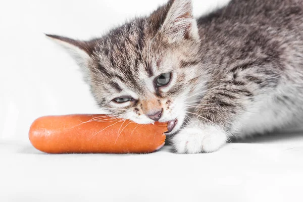 A small gray kitten eats a sausage — Stock Photo, Image