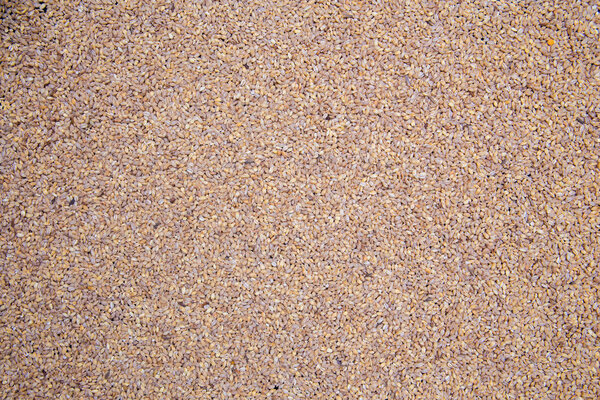 Barley grain malt background